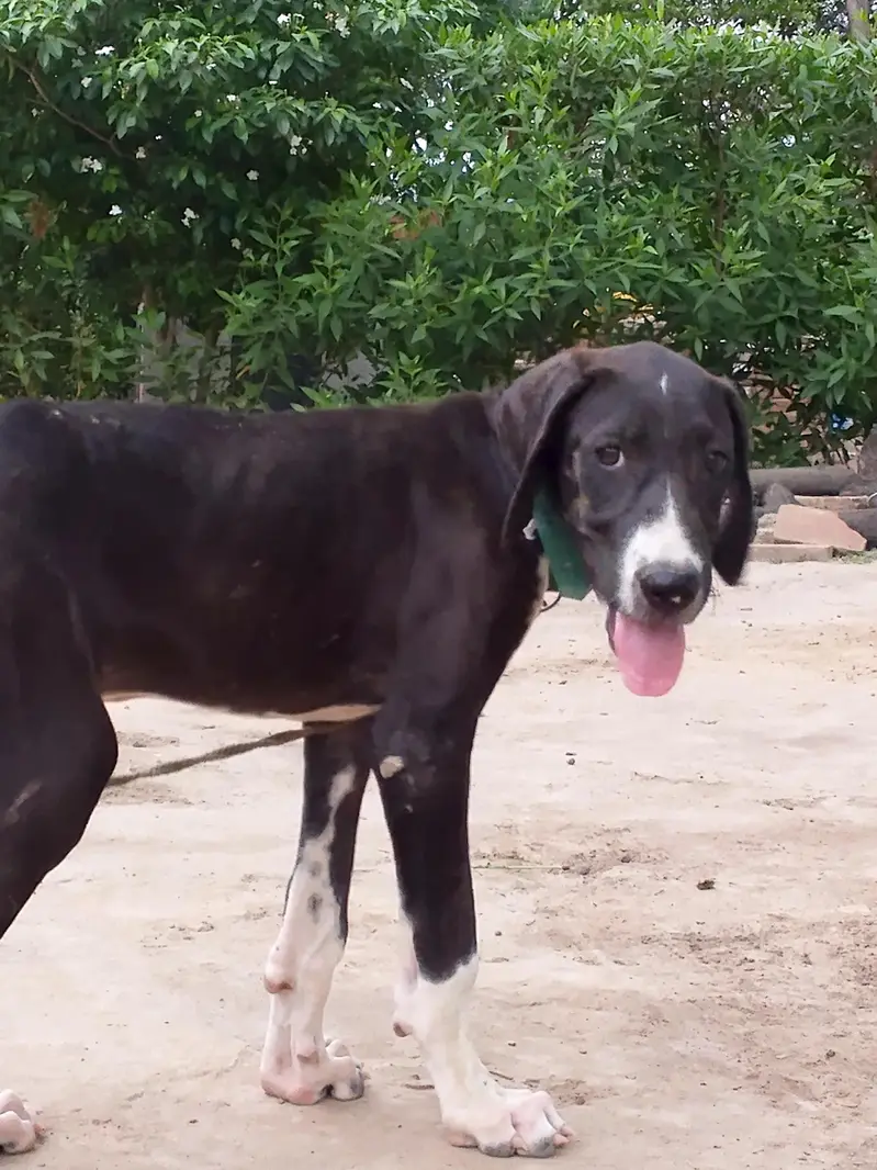 Bully Dog — photo 3