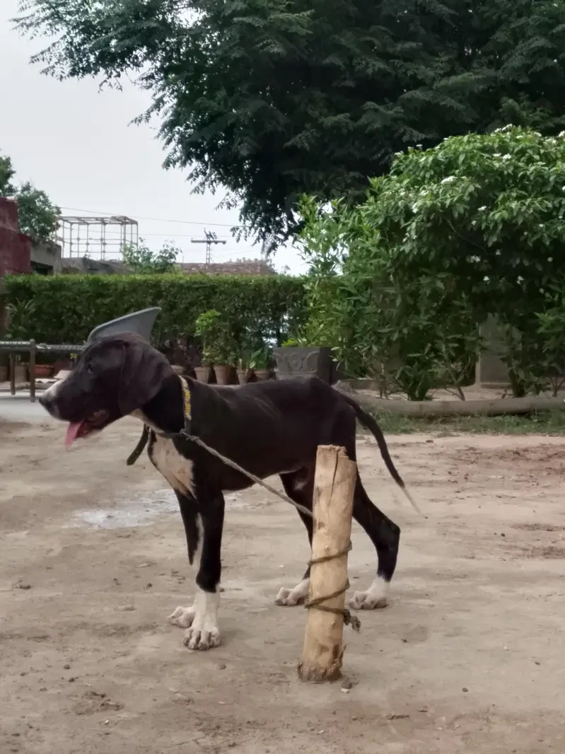 Bully Dog — photo 4