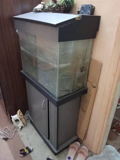 fish aquarium