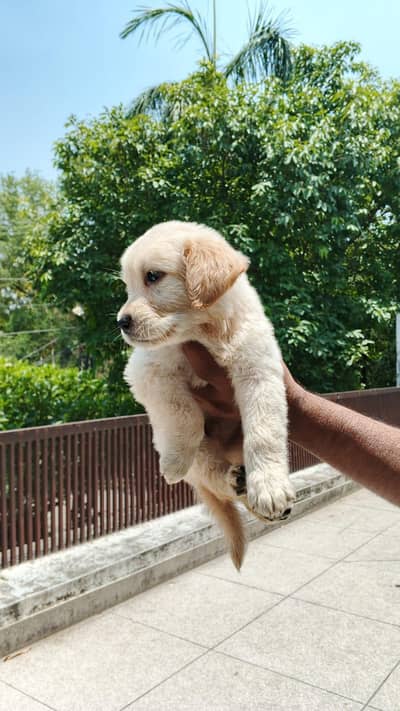 1.5 montha golden retriever male puppy in double coat urgent sale