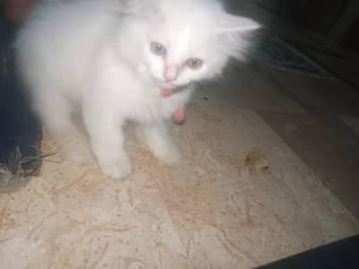 white Persian vat