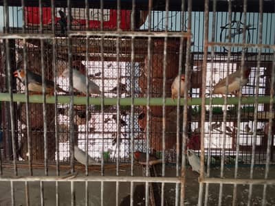 Finch breeder pairs for sale. Location Multan