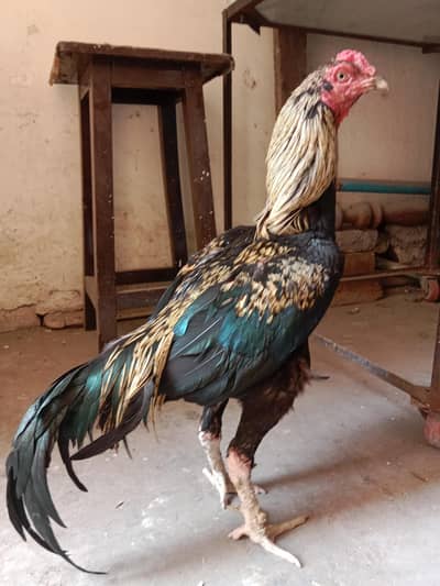 mianwali jawa murga. 03330031118 contact me