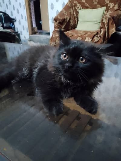 kittens available for rehoming