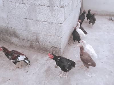 Ghar Ki Desi Murghiyan Aur Murghay For Sale. Rs. 3,500 Per Piece