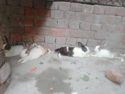 breeders ha sab ka sab 22 female pregnant ha