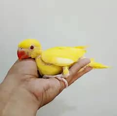 Ringneck or pahari