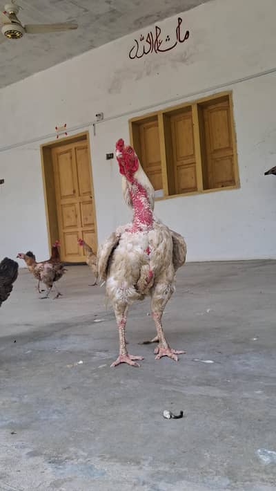 paper white aseel pair for sale