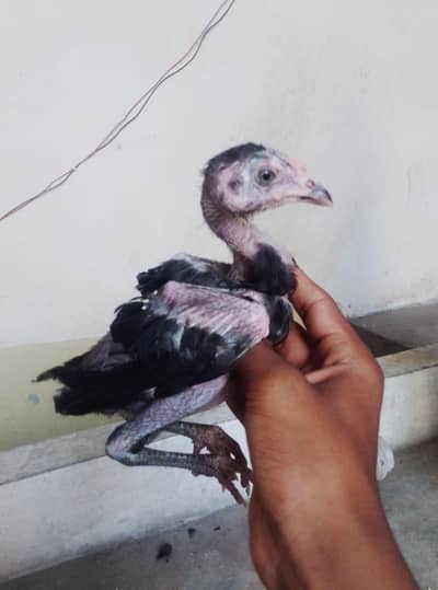 Aseel mainwali breed full healthy and active