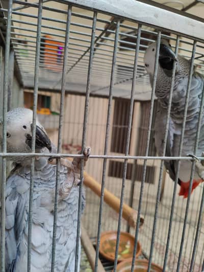 African Grey Parrot - Male and Female - Pair