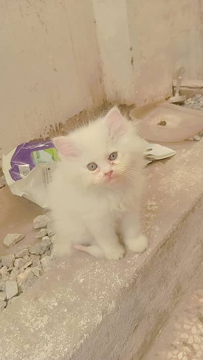 Persian Kittens