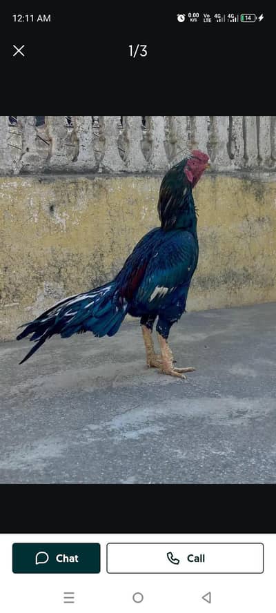 lakha mushka breedr