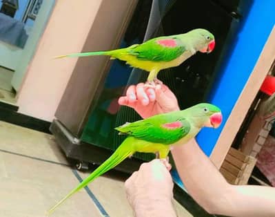 RAW PAIRS HANDTAM + NEW CAGE