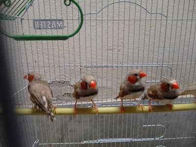 Fawn zebra finches
