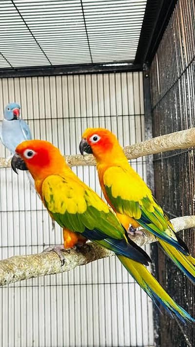 sun conure highly red factor Breeder pair with DNA card