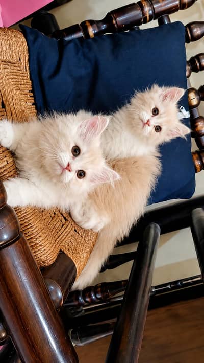 Persian pair Triple Coated available