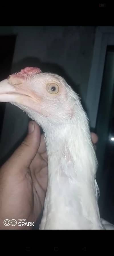 heera aseel