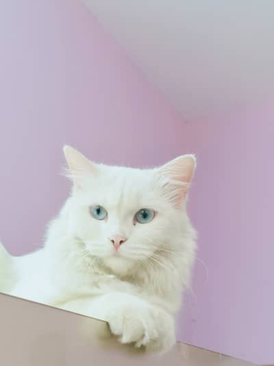 White persian cat for sale