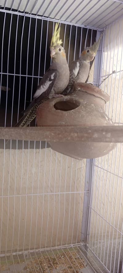 parrot