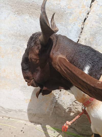 Ando kheera bakra