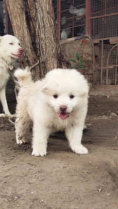 Cute White Puppies