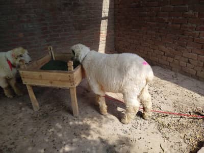 Mundra Chahtra for sale
