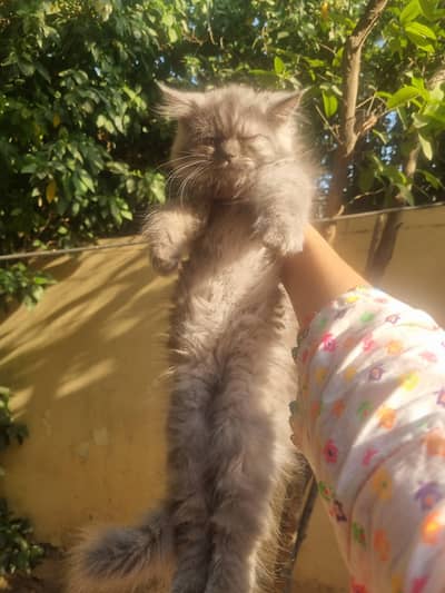 persion cats