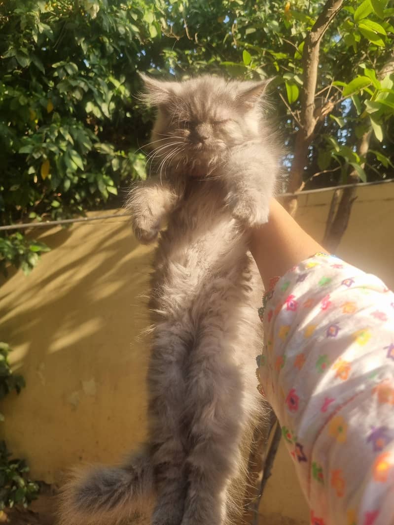 persion cats 0