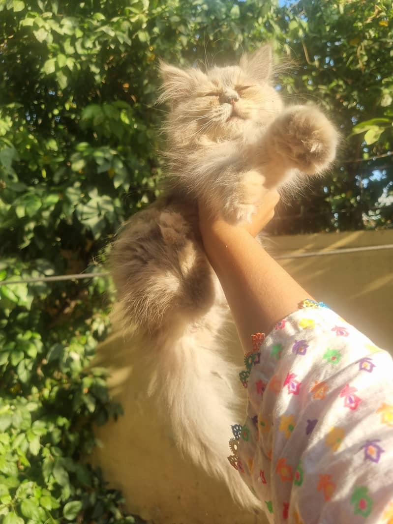 persion cats 1