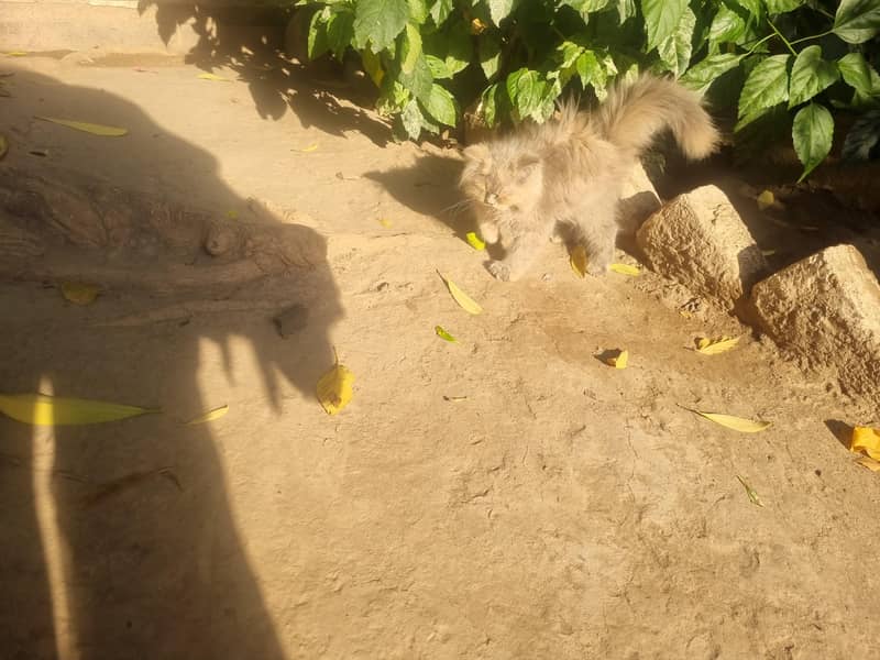 persion cats 2
