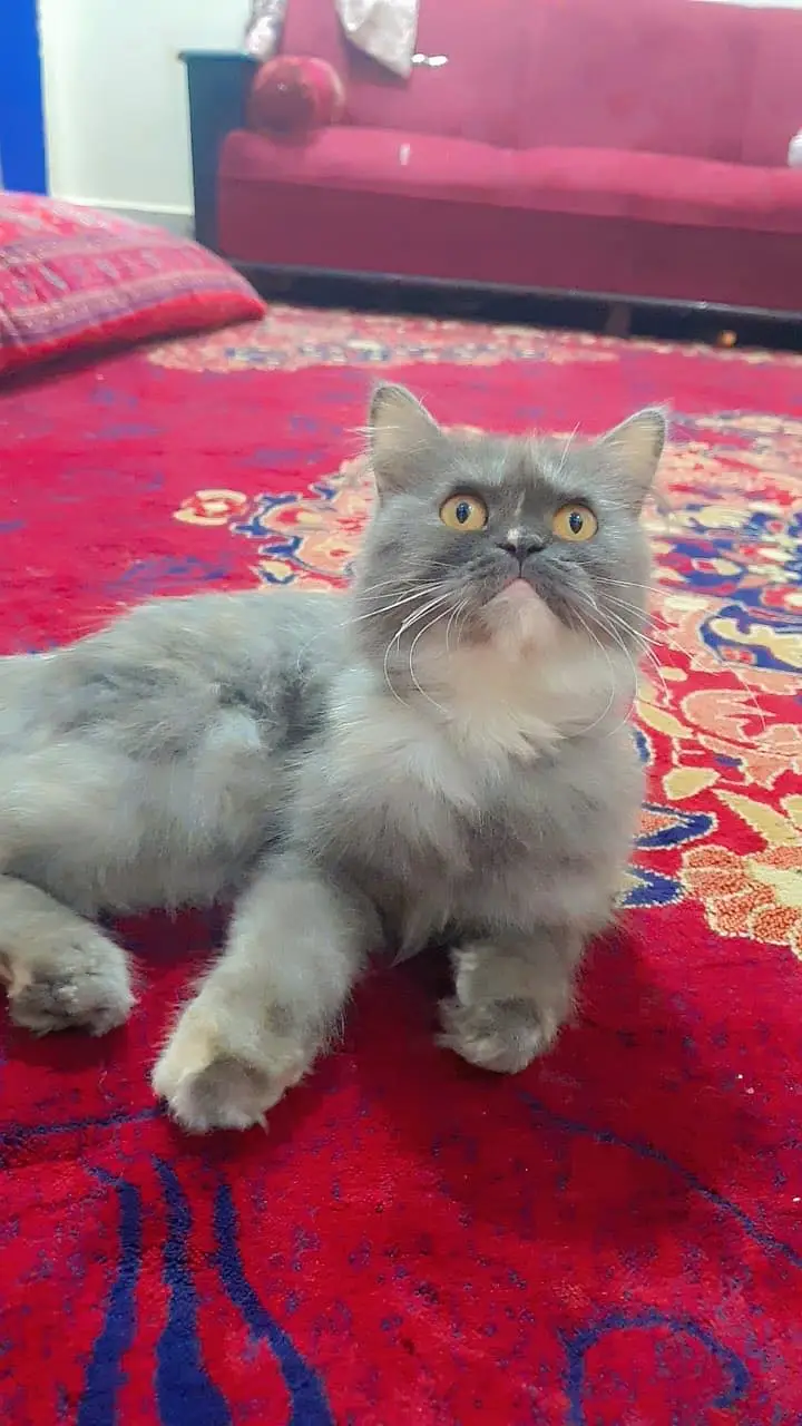 Persian , Gray Cat