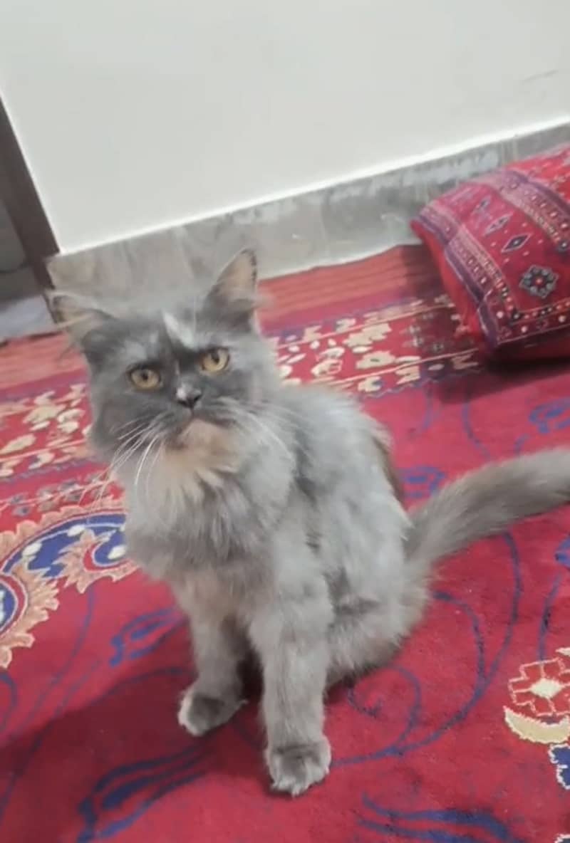 Persian , Gray Cat 1