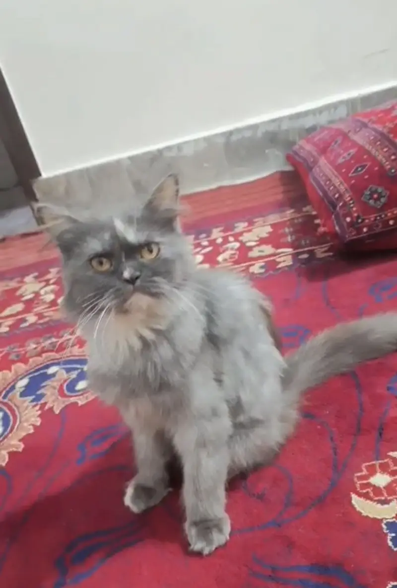 Persian , Gray Cat — photo 2