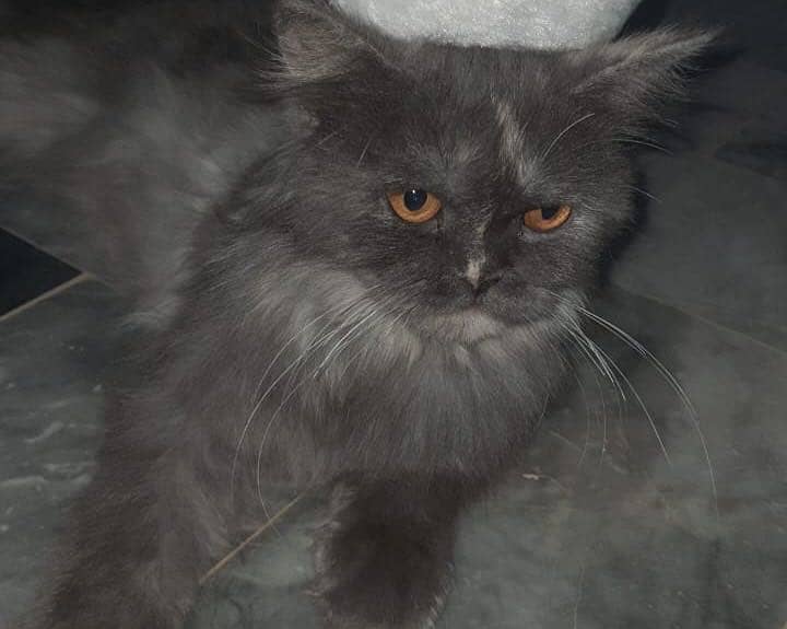 Persian , Gray Cat 2