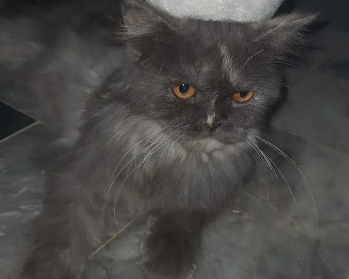 Persian , Gray Cat — photo 3