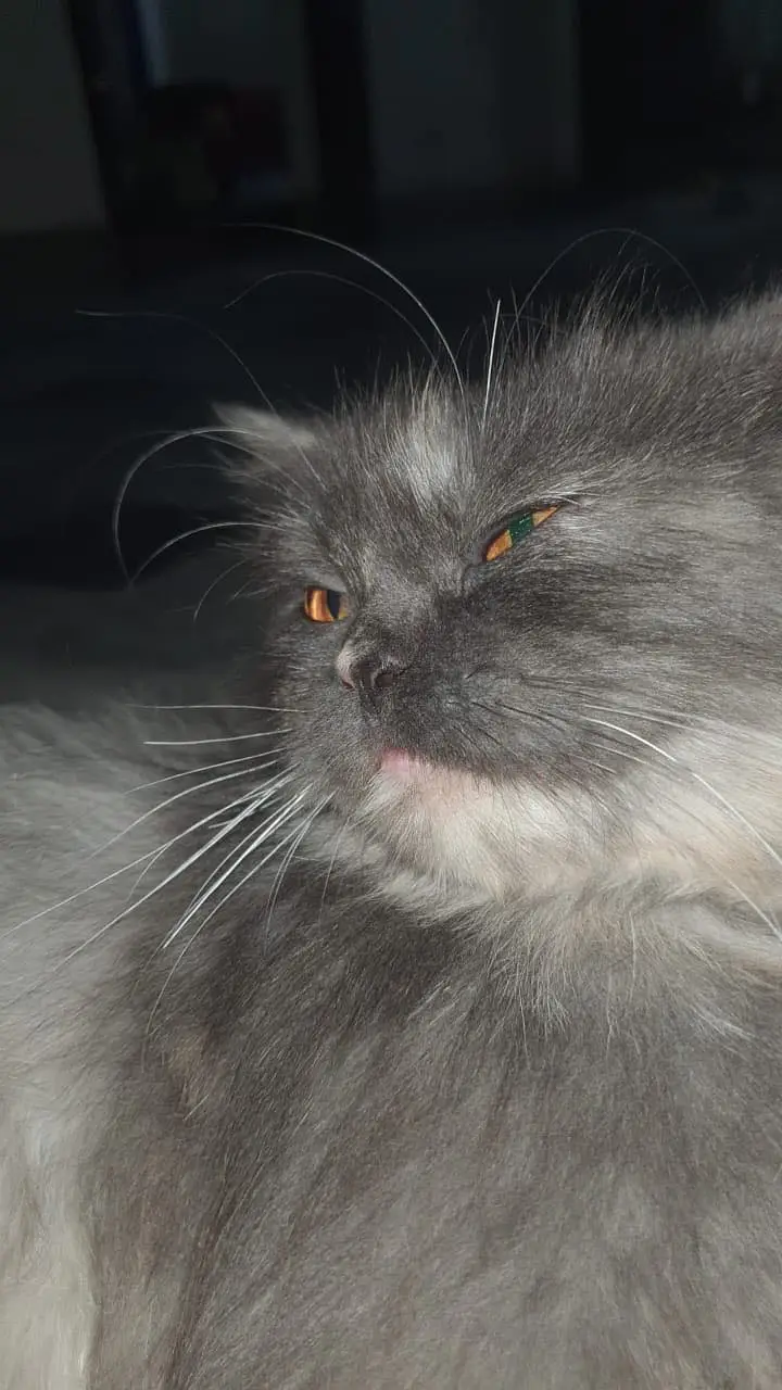 Persian , Gray Cat — photo 4