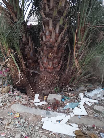 beautiful mature Date palm tree