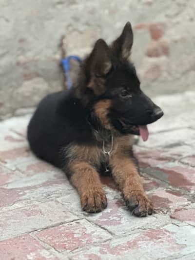 Healthy German Shepherd Male Puppy – 2.5 Months