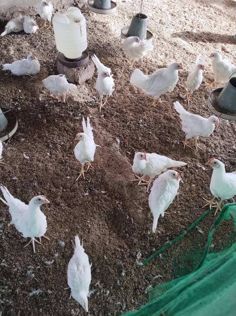 Layar Hens 0