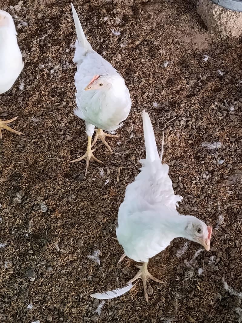 Layar Hens 1