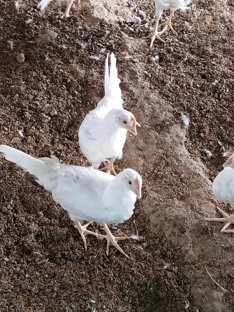 Layar Hens 2