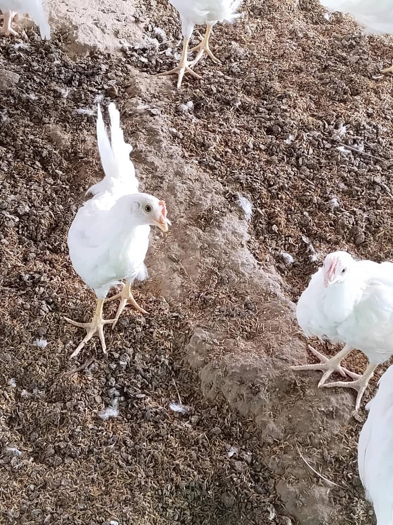 Layar Hens 3