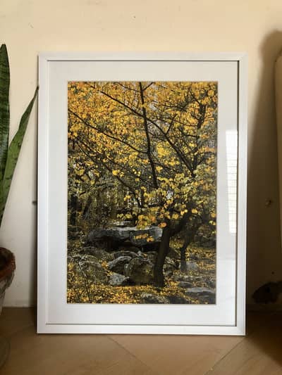High Quality photo Print with Frame