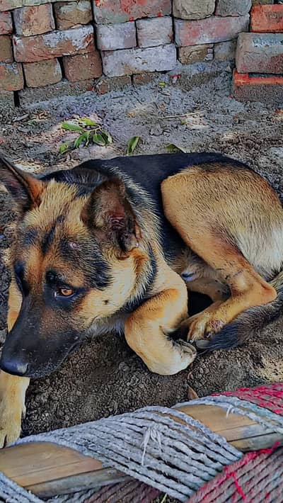 Jarman safat dog