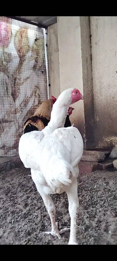 High Quality aseel birds available