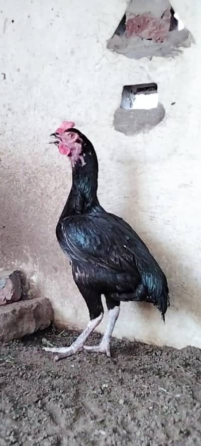 Top Quality Bengum female available
