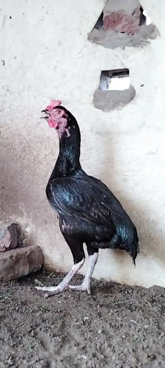 Top Quality Bengum female available