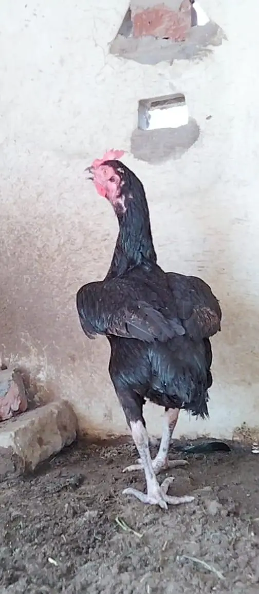 Top Quality Bengum female available — photo 2