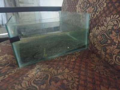 Molly is guppies and aquarium plant and sand available