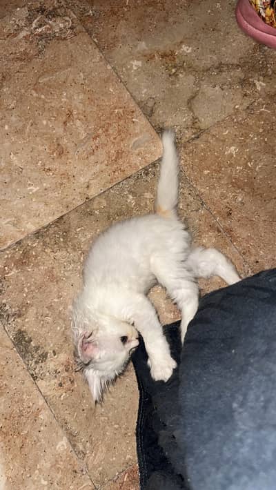White persian cat